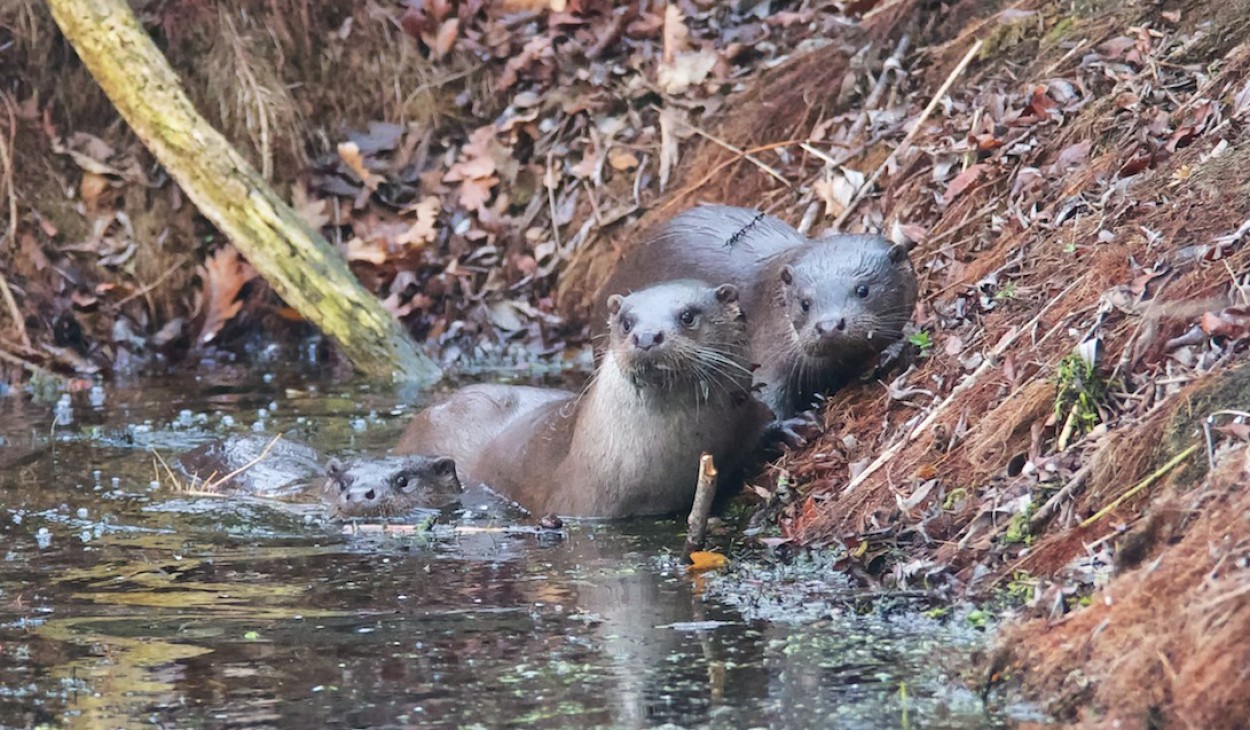 Cambridgeshire Wildlife